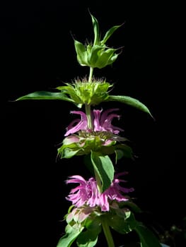 Zitronenduft-Indianernessel, Monarda citriodor