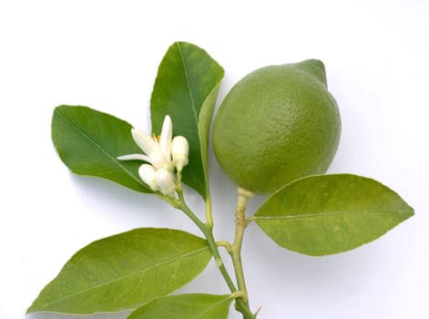 Zitronenbluete  Citrus limon