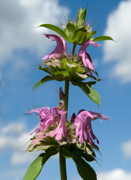 Zitronenduftindianernessel, Monarda citriodor