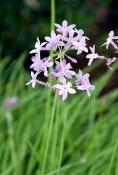 Zimmerknoblauch, Tulbaghia, violacea, Kaplilie, Knobiflirt