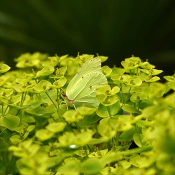 Zitronenfalter, Gonepteryx, rhamni