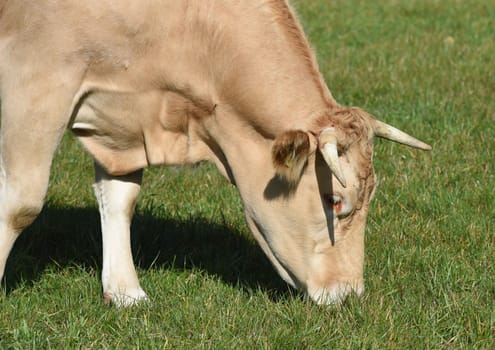 Kuhweide mit Rinder der Rasse Aquitaine. Cow pasture with cattle of the Aquitaine breed.