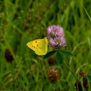 Zitronenfalter  Gonepteryx  rhamni