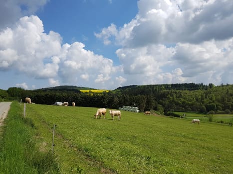 Kuhweide mit Rinder der Rasse Aquitaine. Cow pasture with cattle of the Aquitaine breed.