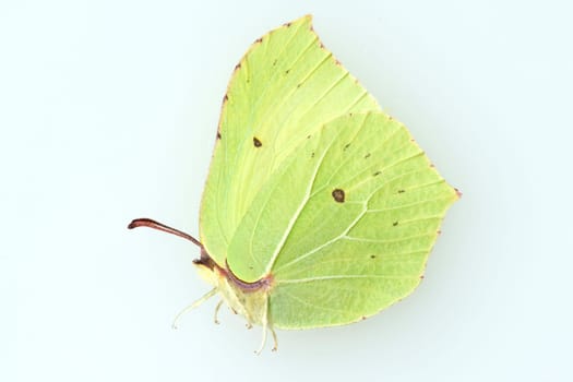 Zitronenfalter, Gonepteryx, rhamni, Weisslinge