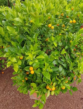 Kumquats,  Fortunella citrus, ist eine exotische Frucht. Kumquats, Fortunella citrus, is an exotic fruit.