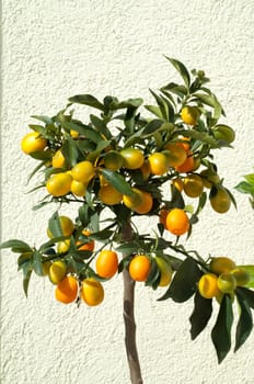 Kumquats  Fortunella  Citrus