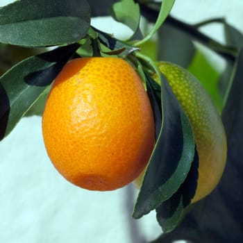 Kumquats  Fortunella  Citrus