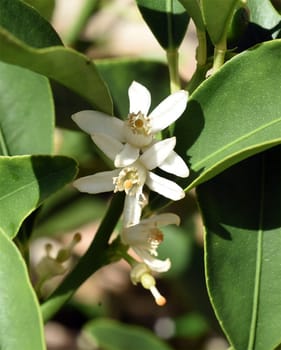 Kumquats, Fortunella, Citrus, Bluete
