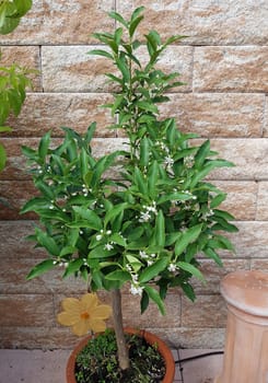 Kumquats, Fortunella, Citrus, Bluete