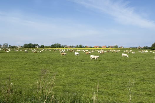 Milchkuehe