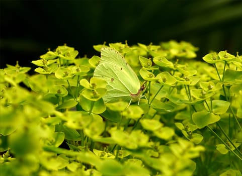 Zitronenfalter, Gonepteryx, rhamni