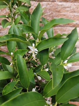Kumquats, Fortunella, Citrus, Bluete
