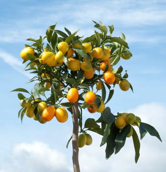 Kumquats  Fortunella  Citrus