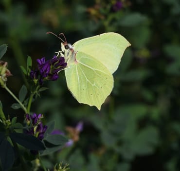 Zitronenfalter, Gonepteryx, rhamni, ist ein gelber Schmetterling und gehoert zu den Tagfaltern. Brimstone, Gonepteryx, rhamni, is a yellow butterfly and belongs to butterflies.