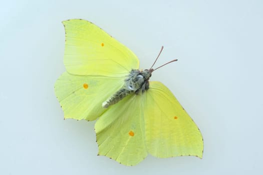 Zitronenfalter, Gonepteryx, rhamni, Weisslinge