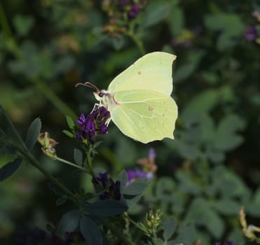 Zitronenfalter, Gonepteryx, rhamni, ist ein gelber Schmetterling und gehoert zu den Tagfaltern. Brimstone, Gonepteryx, rhamni, is a yellow butterfly and belongs to butterflies.