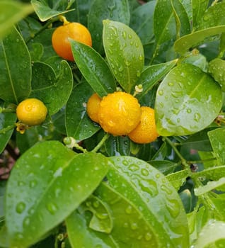 Kumquats,  Fortunella citrus, ist eine exotische Frucht. Kumquats, Fortunella citrus, is an exotic fruit.