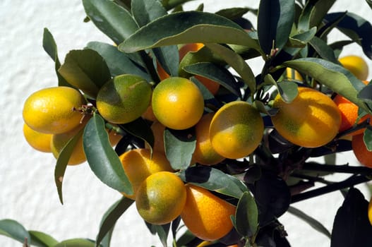 Kumquats  Fortunella  Citrus