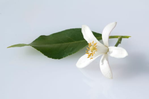 Zitronenbluete, Citrus limon
