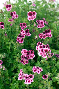 Zitronengeranie, Pelargonium crispum, Heilpflanzen