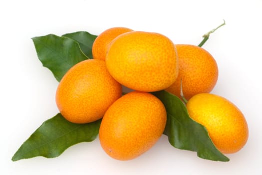 Kumquats  Fortunella  Citrus