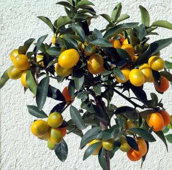 Kumquats  Fortunella  Citrus
