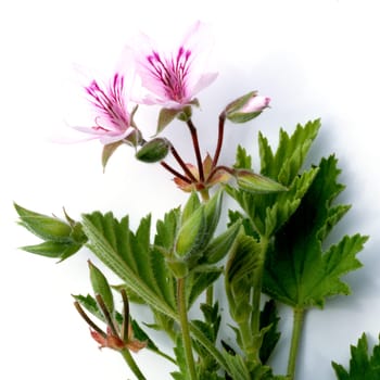 Zitronengeranie, Pelargonium odoratissimum