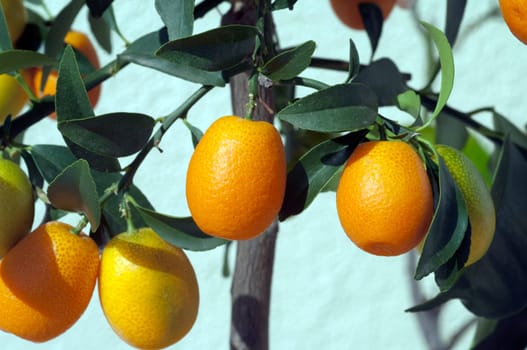 Kumquats  Fortunella  Citrus