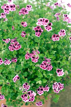 Zitronengeranie, Pelargonium crispum