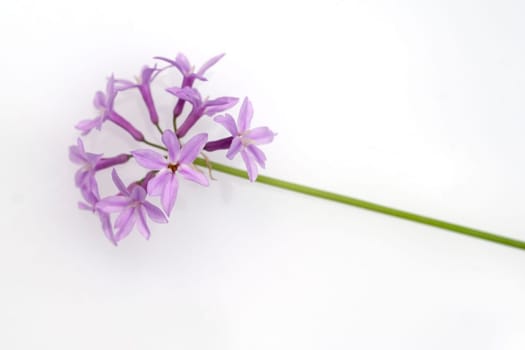 Zimmerknoblauch, Tulbaghia, violacea, Kaplilie, Knobiflirt