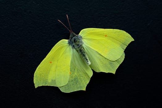 Zitronenfalter, Gonepteryx, rhamni, Weisslinge