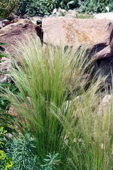 federgras, Stipa, tenuifolia, Zartes