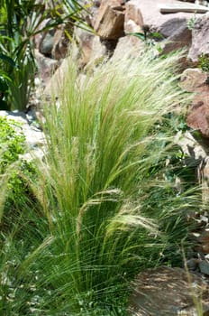 federgras, Stipa, tenuifolia, Zartes