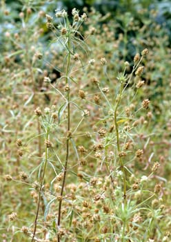 flohsamen  Plantago ovata