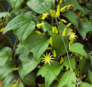 Zitronengelbe Passionsblume, Passiflora citrina