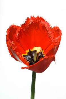 gefranste Tulpe, rot