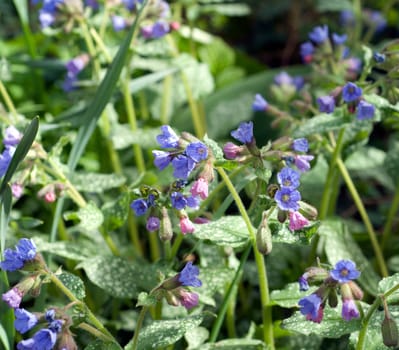 geflecktes Lungenkraut  Pulmonaria officinalis