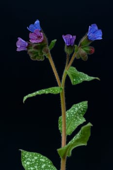 geflecktes Lungenkraut  Lungenkraut  Pulmonaria officinalis