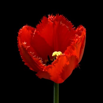 gefranste Tulpe, rot
