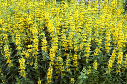Felberich, Lysimachia