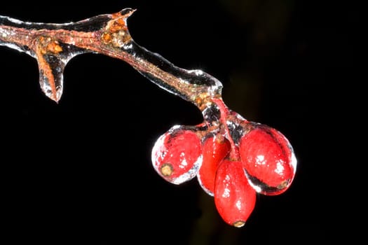 gefrierender Regen, Berberitze
