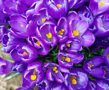 Gartenkrokus, Garden crocus  Vernus