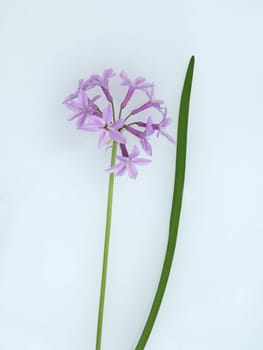 Zimmerknoblauch, Tulbaghia violacea
