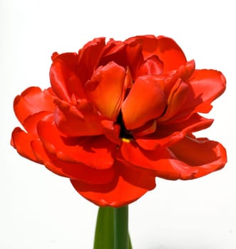 gefuellte, rote, Tulpe, Abba