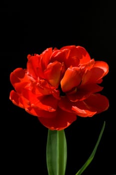 gefuellte, rote, Tulpe, Abba