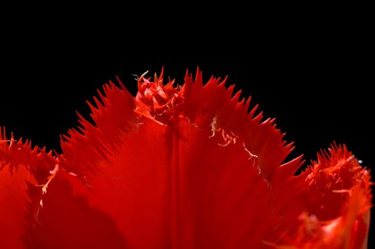 gefranste Tulpe