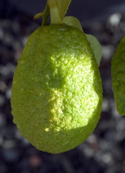 Zitronat-Zitrone, Citrus medica