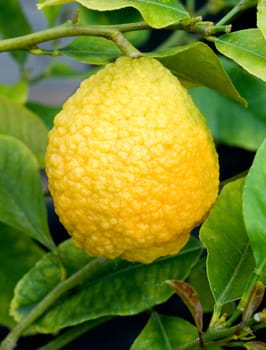 Zitronatzitrone  Citrus medica