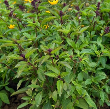 Zimtbasilikum  Strauchbasilikum  Basilikum  Ocimum basilicum variation cinnamomum